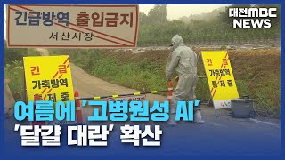 여름에 &#39;고병원성 AI&#39;...&#39;달걀 대란&#39; 확산 우려/대전MBC
