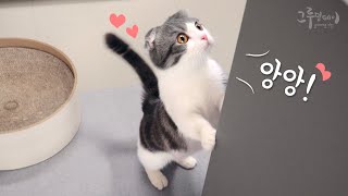 Video that makes you want to have a cat