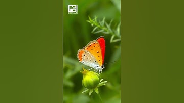 الآية 15 من  #سورة_القصص  #ارحقلبك بصوت الشيخ فارس عباد