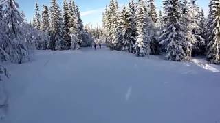Krohne i Trysil 2017