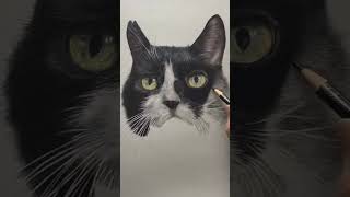 I loved having this cat on my drawing board! #catdrawing #catlovers #colouredpencilartist #catart