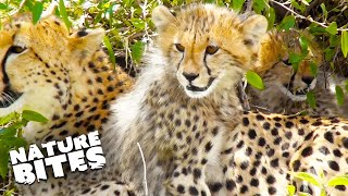 Tiny Cheetah Cubs Learn Hunting Skills | Amazing Africa 3D | Nature Bites