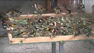 Goldfinches and the blowball