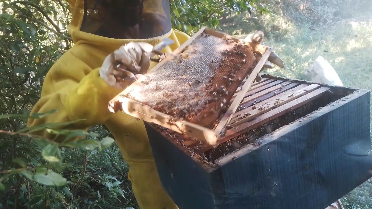 O segredo da troca simples de RAINHA!