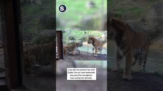 Tiger Gives Angry Growl After Rude Awakening