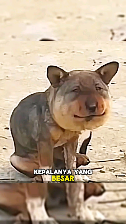 A Dog is Laughed at Because of His Swollen Head🥺