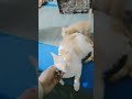 My Pet Cute cat the name is Cutie. #cat #kitten #matecat #smellycat #moderncat #catty #lovelycat
