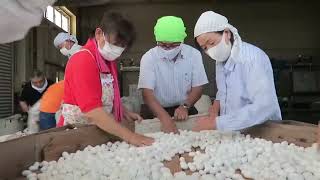 How Japanese Farming Million of SilkWorm for silk - Silk cocoon harvest and process in Factory