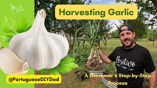 Harvesting Garlic: A Gardener