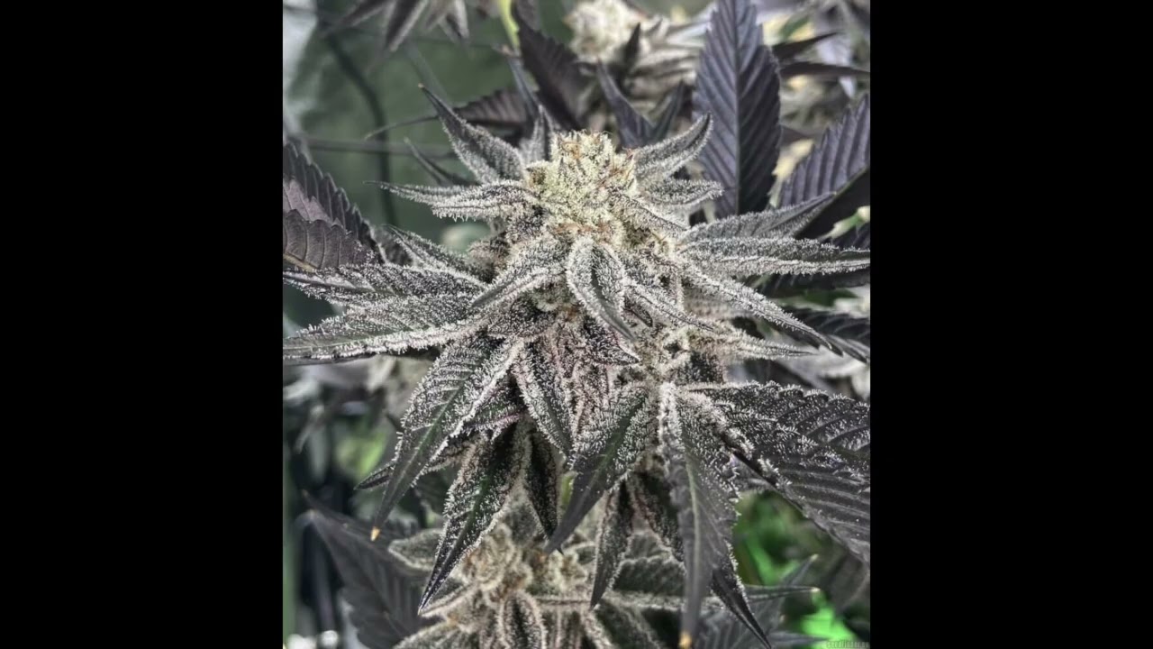 RAINBOW OREOZ FOR PILOTS