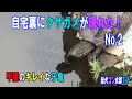 自宅裏にクサガメが現れた！No.2　　～甲羅のキレイな子亀～