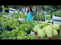 Picking lettuce in the bag