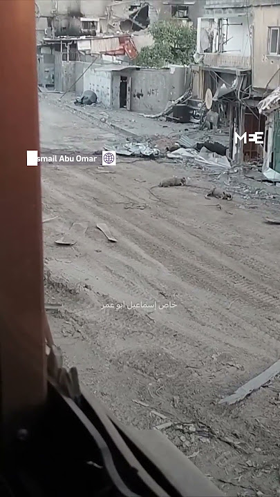 Israeli sniper kills three sheep in Khan Younis