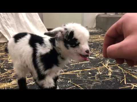 Cute Baby Goats - A Cute And Funny Baby Goats Compilation || NEW HD