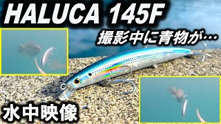 【水中映像】SMITH ハルカ145F　SWスリムミノー！シーバス ルアー に青物が！スミス HALUCA145F
