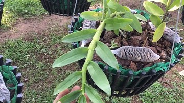 Cách Bón Để Phi Điệp Thân Mập, To Vào Mùa Thu Đông