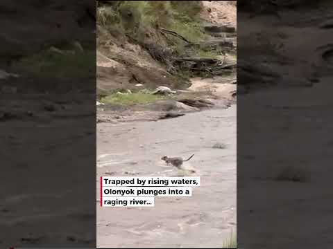 Cheetah Crosses River Only to be Chased by Lioness