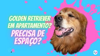 GOLDEN RETRIEVER PRECISA de MUITO ESPAÇO?