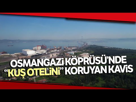 Osmangazi Köprüsü’ne Verilen Kavis “Kuş Otelini” Korudu