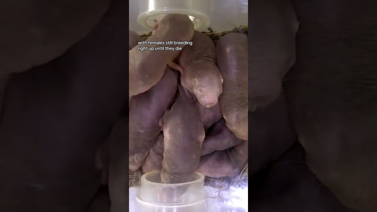 Naked Mole Rats Could Help You Live A Longer Life | 10 News First