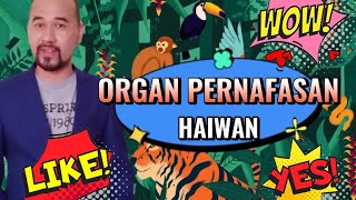 ORGAN PERNAFASAN HAIWAN #cikgusafuan #cikgootube
