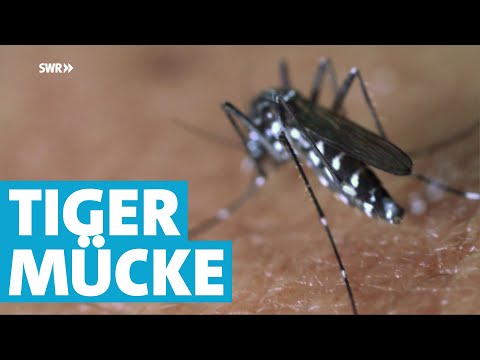 Video: Wie man sich von Chikungunya erholt (mit von Experten anerkannten Behandlungen)