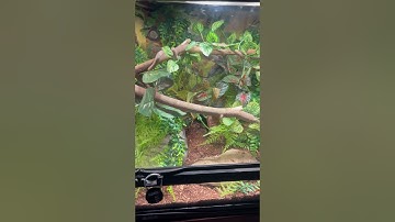 The Bredli Carpet Pythons enclosure #carpetpython