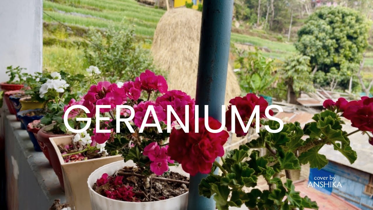 2nd part 🌹🍂 WOW MY GERANIUMS 🤯😍