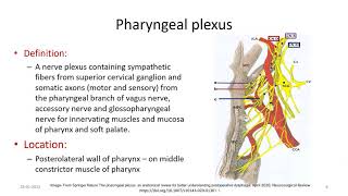 PHARYNGEAL PLEXUS: Anatomy screenshot 1