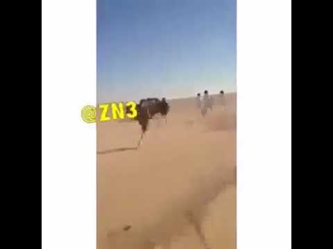 تركني وراح