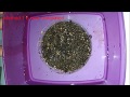 Four different ways to grow AQUARIUM CARPET PLANTS FROM SEEDS