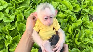 Adorable monkey Lily plays in the vegetable garden