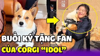 Chú chó Corgi đầu tiên làm Cảnh Sát được fan tới tận nơi 'Xin Chữ Ký'  | Yêu Lu Official