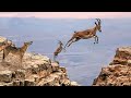 ¡ESTE ANIMAL DEPREDADOR DESAFÍA A LAS CABRAS EQUIVOCADOS...! ¡LAS CABRAS QUE VUELAN SOBRE EL ABISMO!