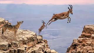 ¡ESTE ANIMAL DEPREDADOR DESAFÍA A LAS CABRAS EQUIVOCADOS...! ¡LAS CABRAS QUE VUELAN SOBRE EL ABISMO!