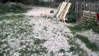 DSCF0281.AVI