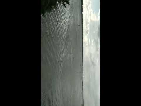 চলন বিল! সিংড়া নাটোর, #shorts #shortsvideo বাংলাদেশ #cholionbill #singra #natore