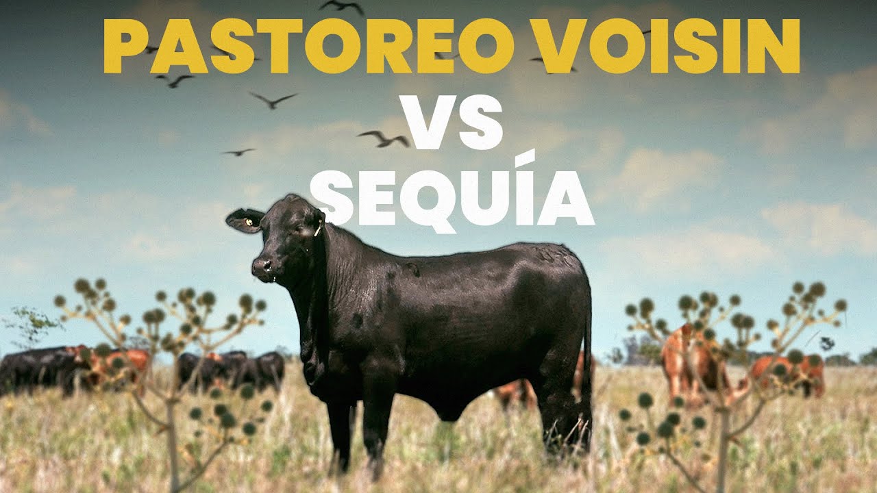 CAPITULO II Cómo mejorar tus pasturas con el sistema voisin - GANADERIA