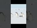 Steve &amp; Friends 🐧