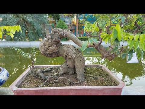 Video SH.1301.Những cây Khế hình Thú rất đẹp tại triển lãm... - youtube
