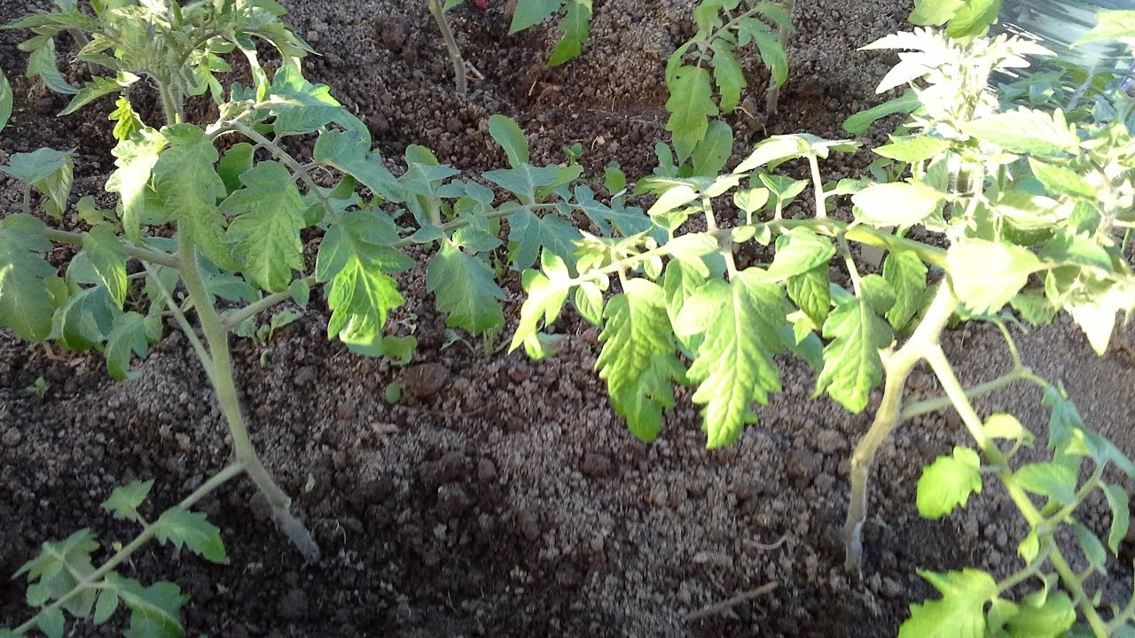 Холодно,а я вчера посадила помидоры,привезли рассаду перца, сажаю фасоль и вигну