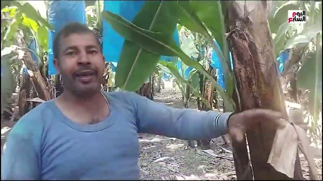 حصاد الموز بالمنيا.. مزارع: إنتاجية مرتفعة وعمر الشجرة يصل 8 سنوات