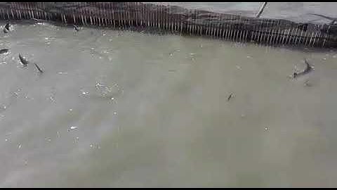 Ikan patin danau tempe,,mantapsss..