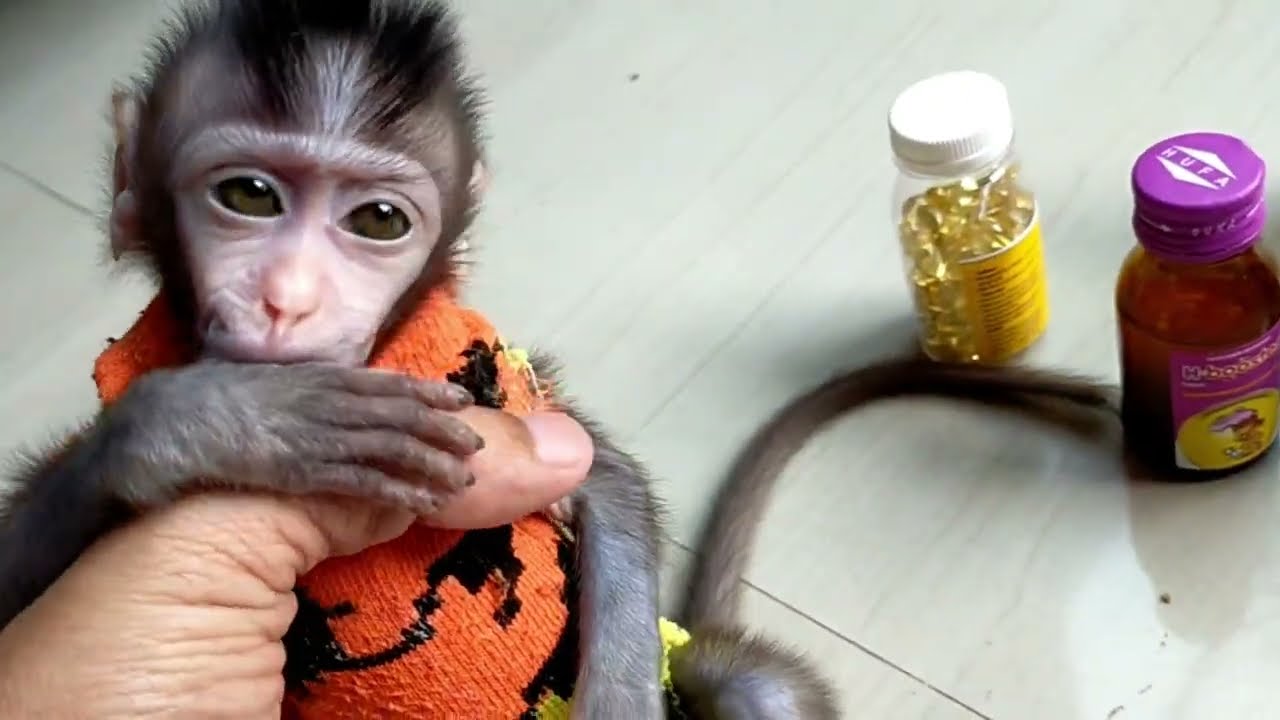 Shiny Baby Monkey Agility Training Pass The Test , Lovely Fauna Youtube Channel