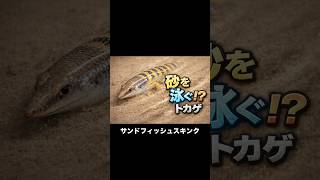 砂を泳ぐトカゲ　VOICEVOX：ずんだもん#動物#雑学#生態#ぱいせんチースチース#ドクターみそに