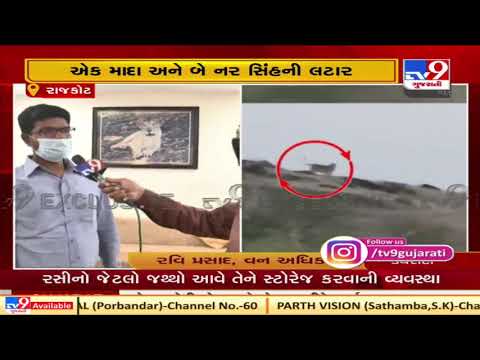 Rajkot : First time lions seen in this area but do not panic says forest officer | Tv9News