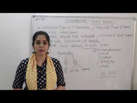 Chlorophyceae: ظهور، خصوصیات و طبقه بندی CLASS-11 BIOLOGY