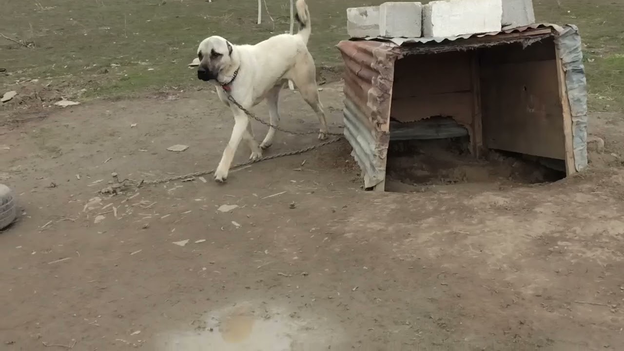 SÜRPRİZLERLE DOLU CESUR BOZO