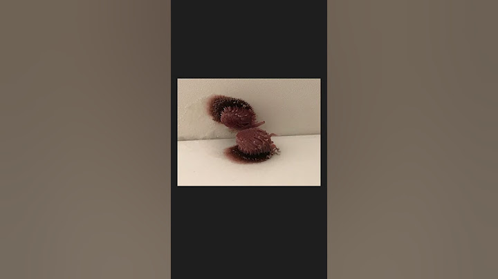 【ヤフー知恵袋】「お風呂場の壁に変なモノが生えていました...」→この謎の物体マジでなんなの...？ #shorts #ヤフー知恵袋 #怖い話