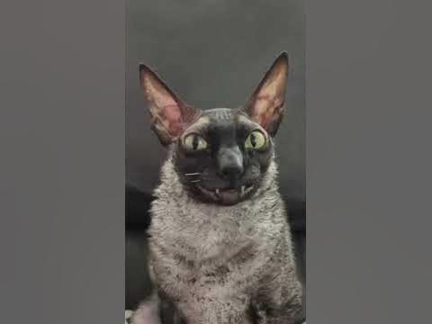 ядовитый и летучий #ядовитый #летучий #мем - YouTube